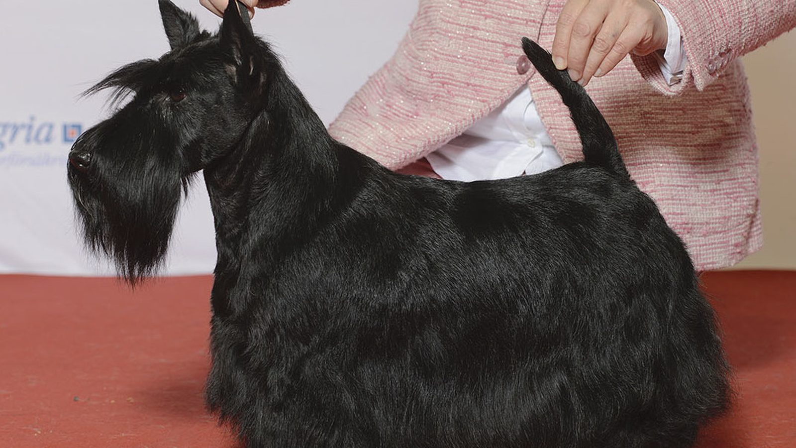Ejemplar adulto de la raza Terrier Escoces