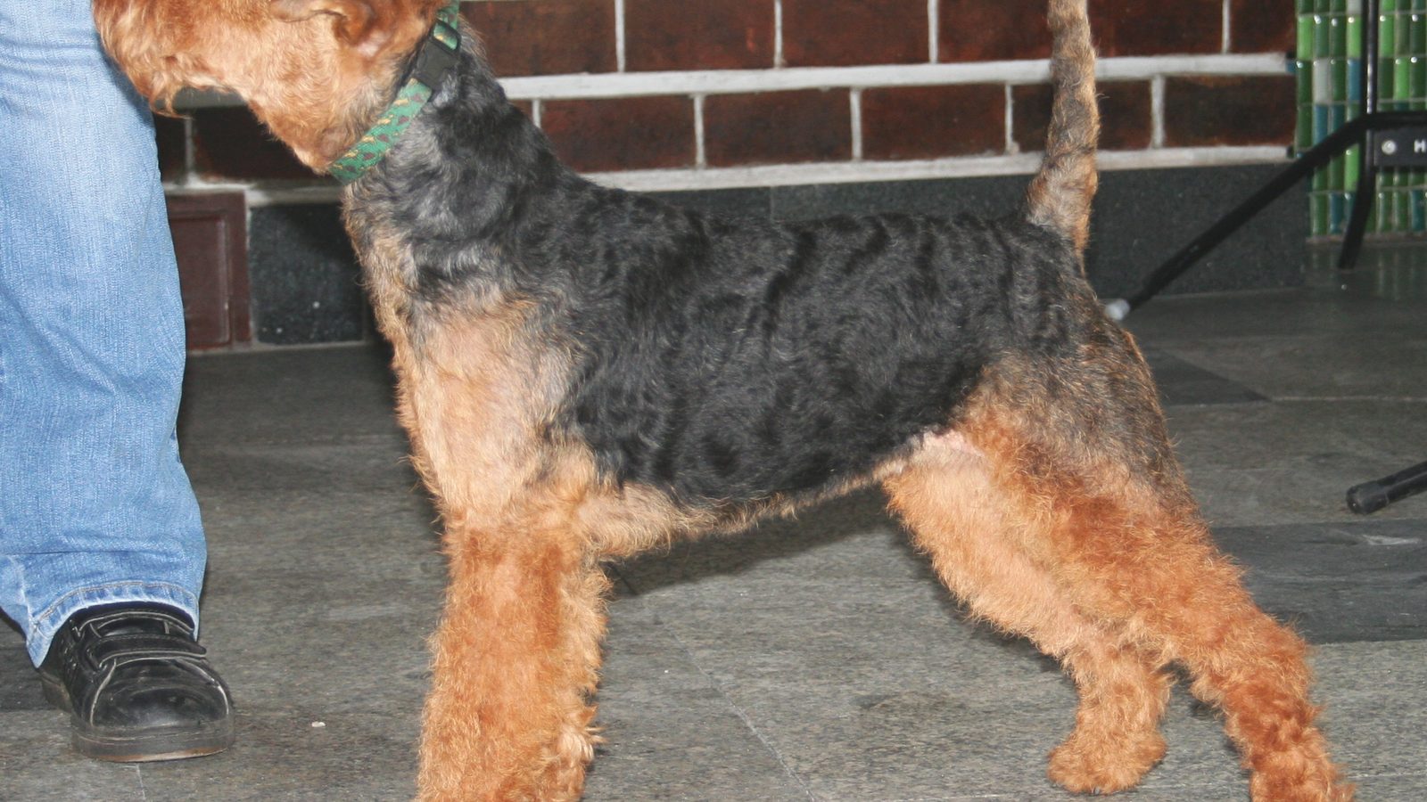 Ejemplar adulto de la raza Terrier Gales