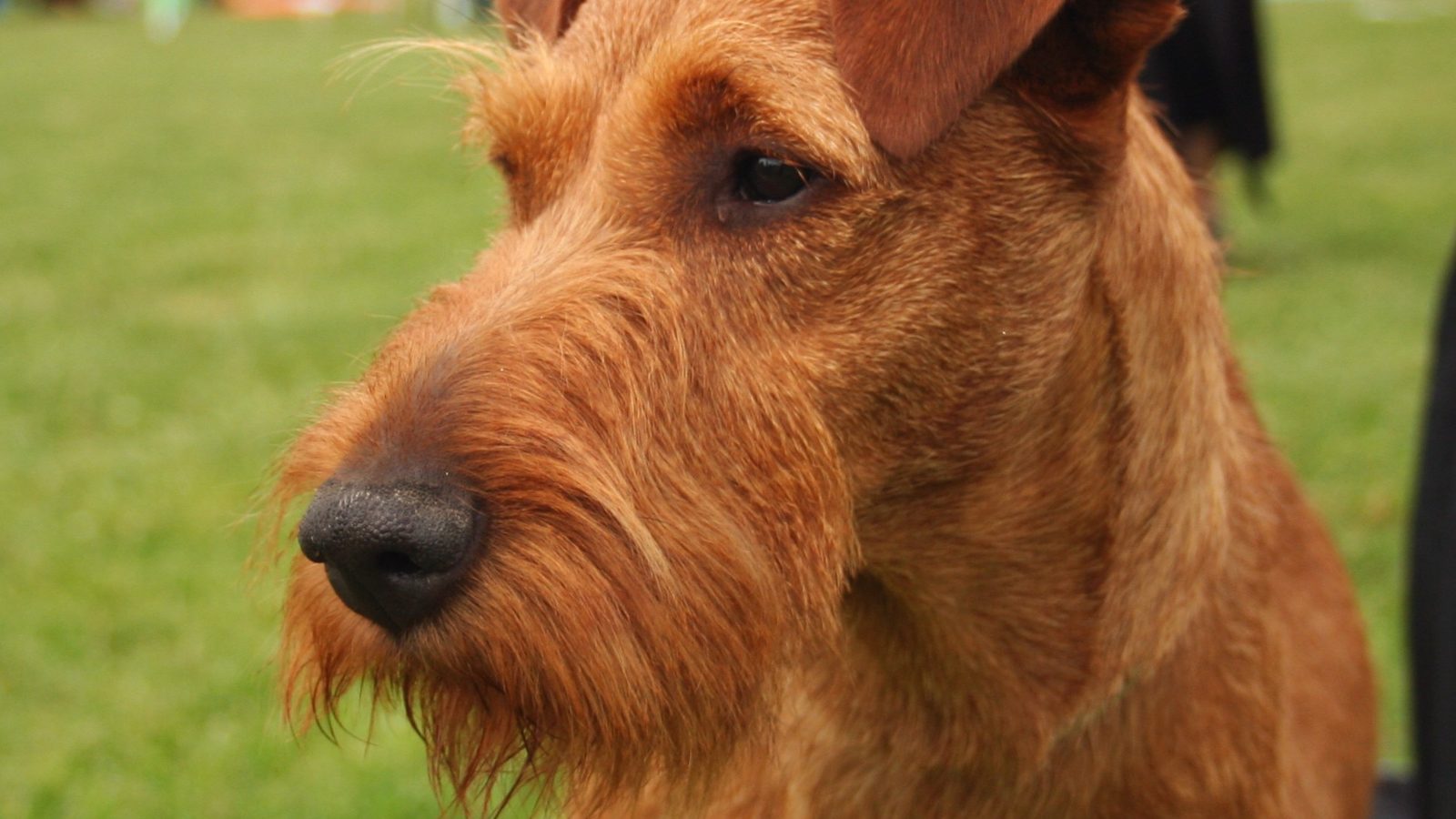 Ejemplar adulto de la raza Terrier Irlandes