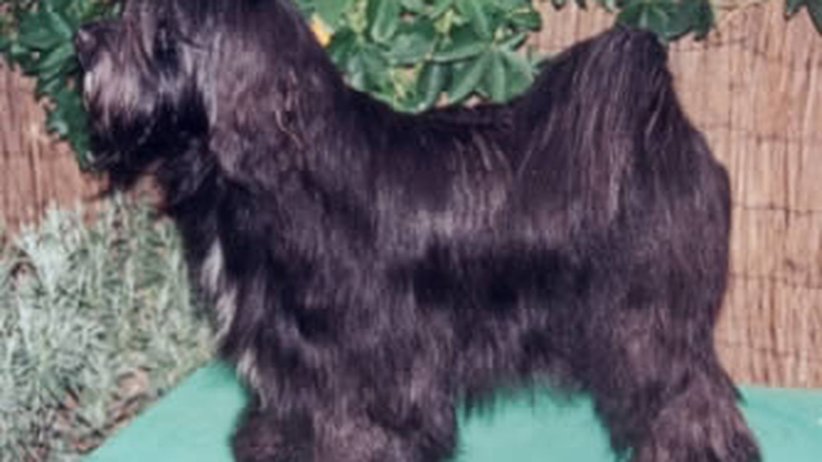 Ejemplar adulto de la raza Terrier Tibetano