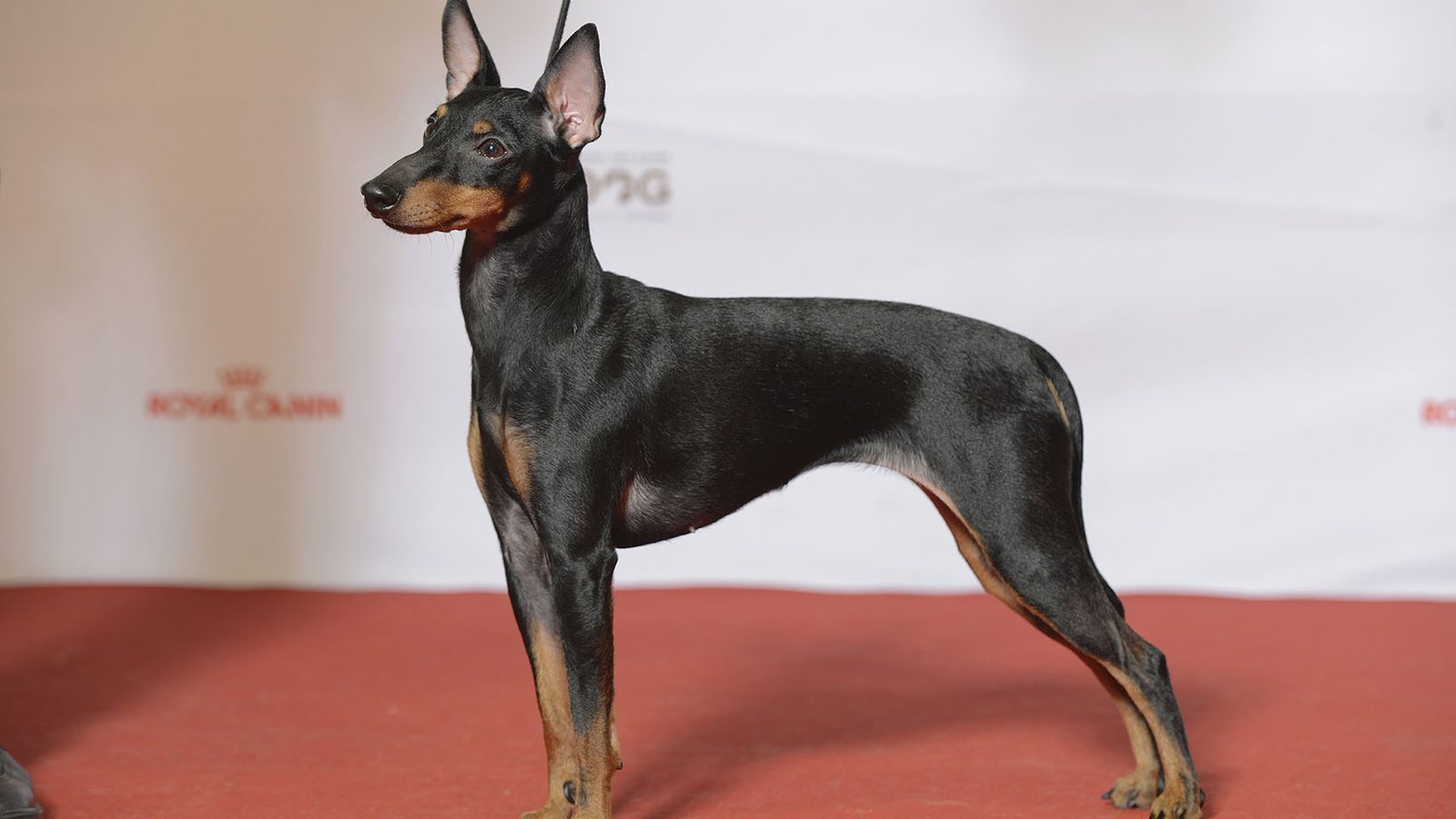 Ejemplar adulto de la raza Toy Terrier Ingles Negro Y Fuego