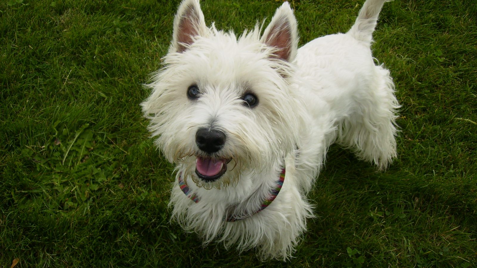 Ejemplar adulto de la raza West Highland White Terrier