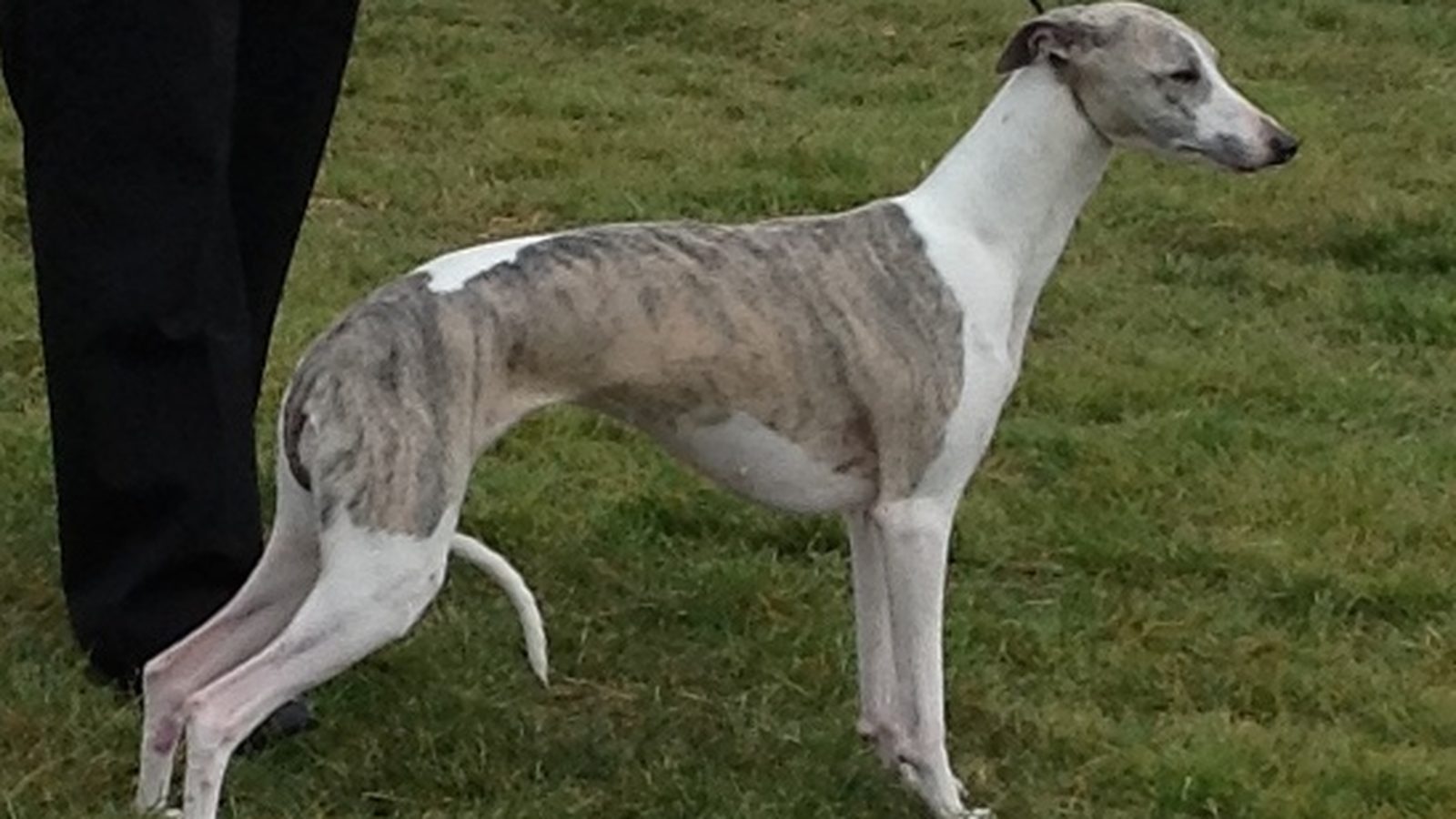 Whippet adulto, raza mediana del grupo Sabueso