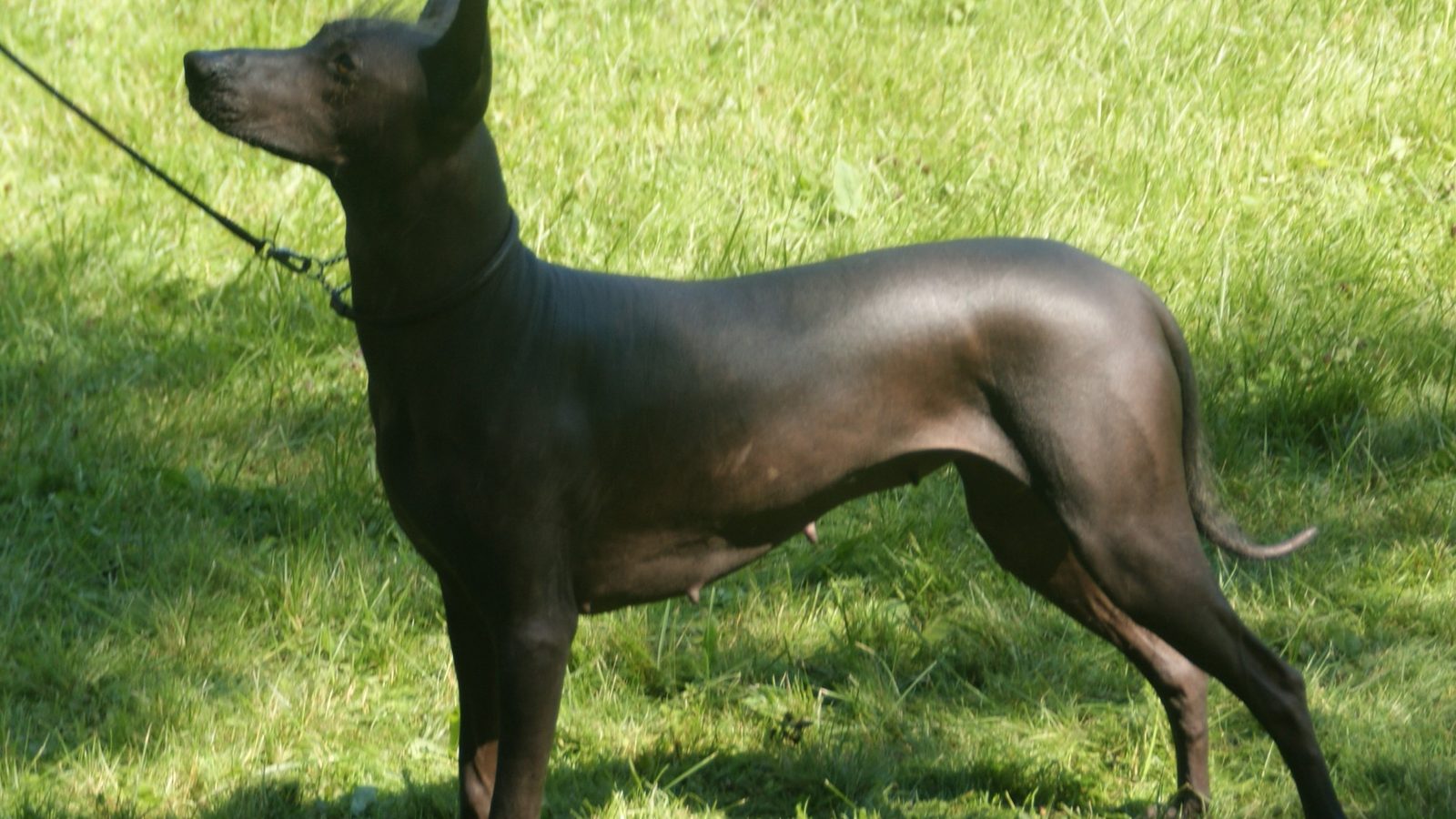 Ejemplar adulto de la raza Xoloitzcuintle Mediano