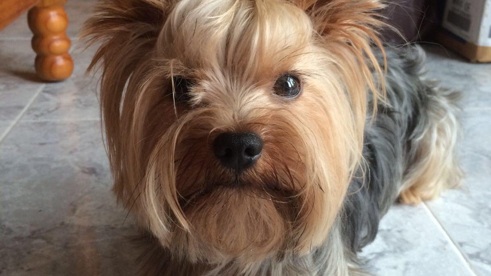 Yorkshire Terrier adulto, raza pequeña del grupo Terrier